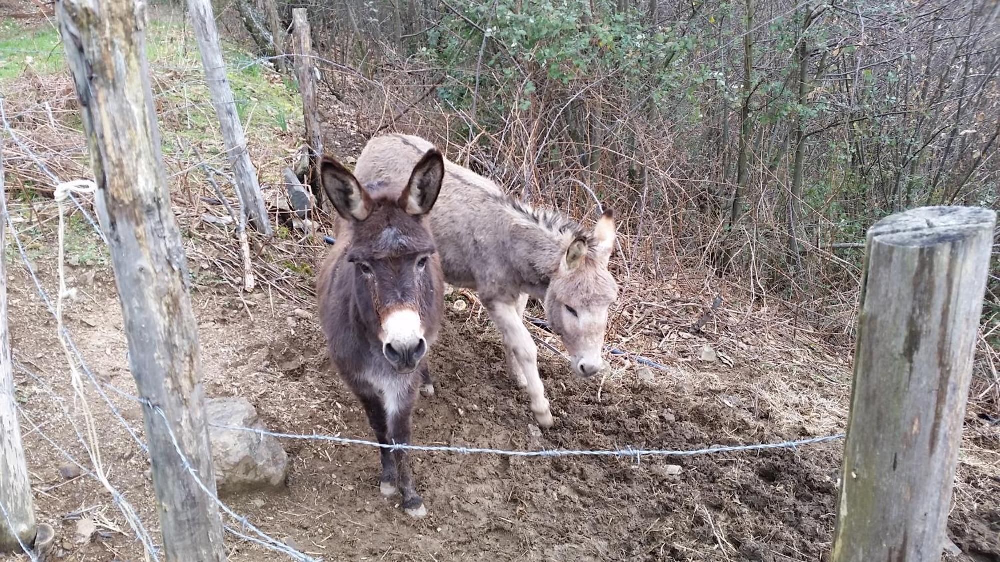 Azienda Agrituristica Risveglio Naturale Varese Ligure Luaran gambar